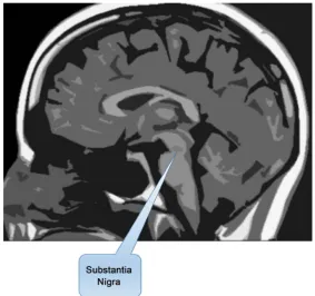 Figure 4.  One of the main pigmented structures of the CNS is the Substantia Nigra, whose location is shown in the figure