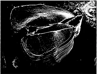 Fig, 3. Insertion of marginal canals of individual lamellae into the efferent vessel, Note bacterial assemblages especially between the insertions 