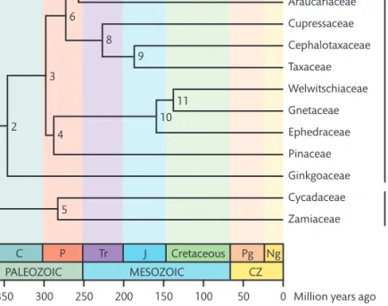 Table  1  summarizes  molecular  divergence  time  esti- esti-mates among gymnosperms and Fig