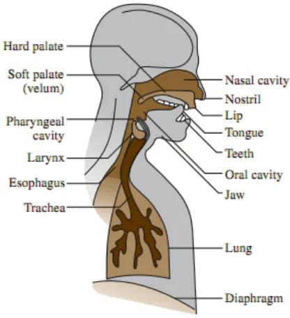 Figure 1.2: Physiology of the human vocal tract
