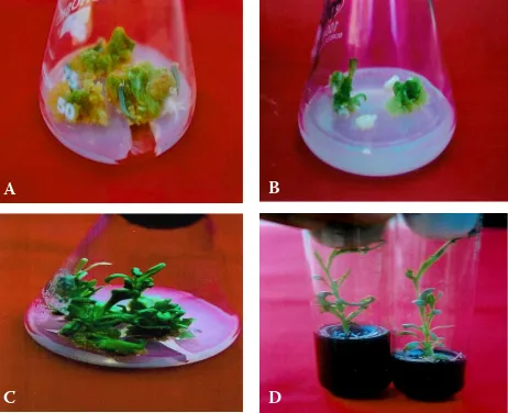 Fig. 1. In vitroculture (c) and rooting of  plant regeneration in carnation. callus formation from leaf explants with 2 mg/l 2,4-D and 1 mg/l Ba after four weeks of culture (a), shoot regeneration from internode derived calli with 2 mg/l zeatin and 1 mg/l iaa after four weeks of culture (B), shoot regeneration from leaf derived calli with 2 mg/l zeatin and 1 mg/l iaa after four weeks of in vitro raised shoots on 1/2 MS medium supplemented with 2 mg/l iBa and 0.2% activated charcoal after four weeks of culture (D)
