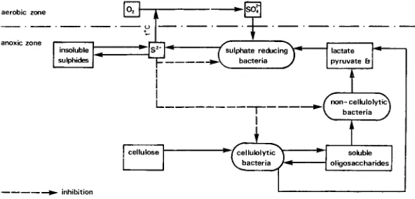 Fig. 10: Summary of proposed relationships between sulphate-reducing and cellulolytic bacteria in the sediment 