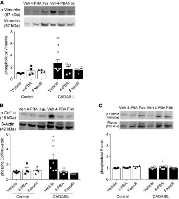 Figure 8. ER stress inhibition and Rho kinase activity ameliorate VSMC cytoskeletal regulation in CADASIL