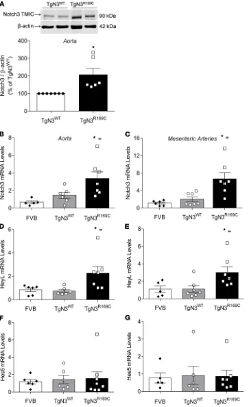 Figure 10. NOTCH3 signaling in mutant TgNotch3resentative immunoblot of the NOTCH3 transmembrane/cytosolic (TMIC) frag-ment in aortas from TgNotch3and expression of NOTCH3 target genes HEYL panel: Quantification of NOTCH3 TMIC protein levels