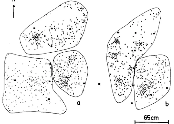 Fig. 11: Territory size of 3 neighbouring groups of Dascyllus aruanus. territory. Black squares represent artifical landmarks for better identification of territories