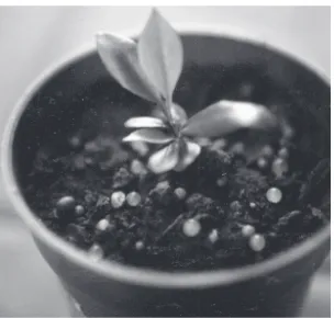 Fig. 3. Recovered spontaneous triploid Kinnow seedling transplanted in a pot