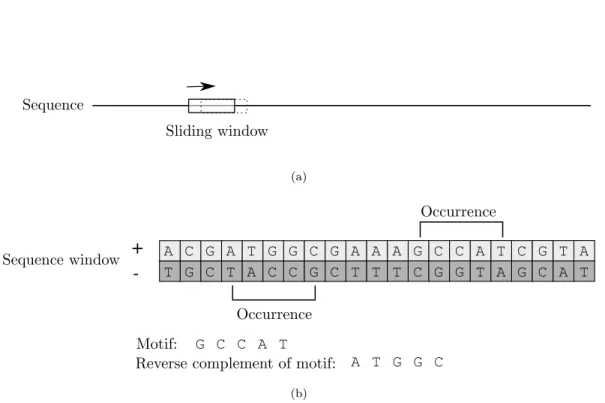 Figure 2.1: 2.1(a): A sliding window moves across the sequence in fixed increments. 2.1(b) Motif occurrences or their reverse complements are found.