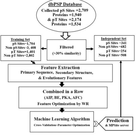 Figure 1.  A computational framework of MPSite.