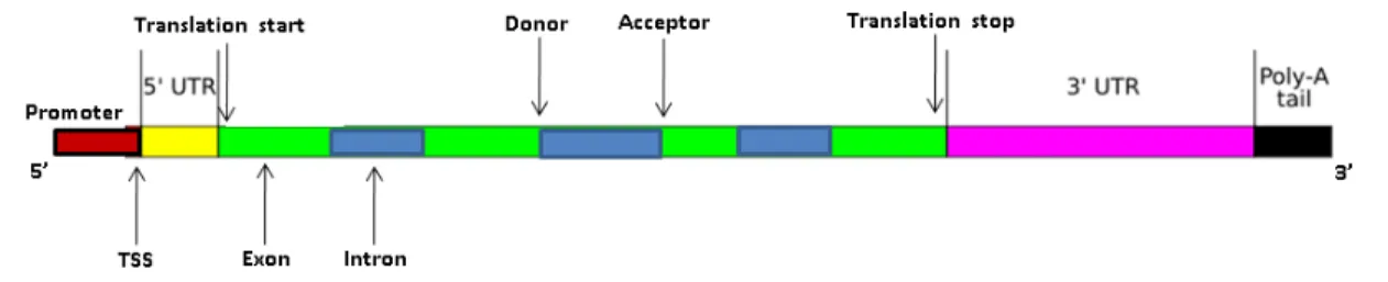 Figure 2.2: A simple gene structure showing the position of sequence signals relevant to gene finding.