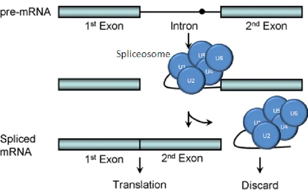 Figure 2.3: Formation of the spliceosome during RNA splicing. 2