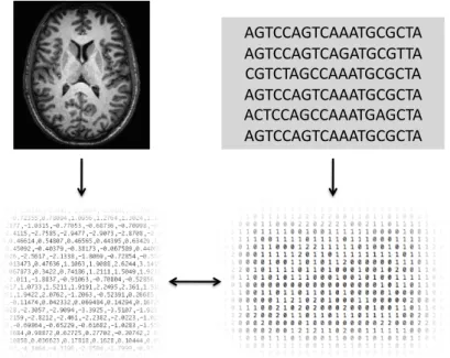 Figure 1.5: Imaging genetic analysis. Neuroimages, for example from MRI scans (top left), are used to derive quantitative measures describing features in the brain such as grey matter volume (bottom right)