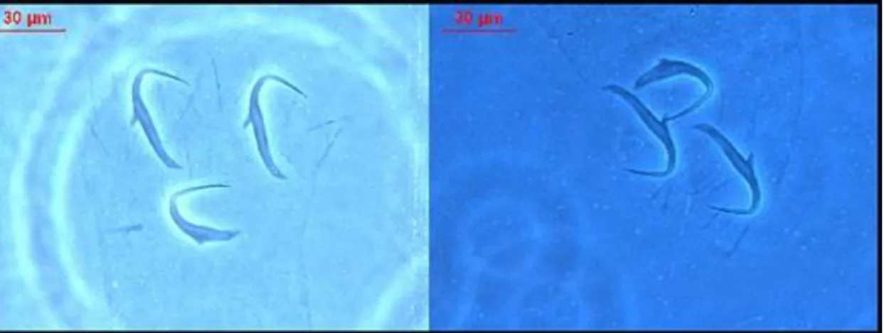 Figure 11: Variable imaging condition in terms of lighting source. 