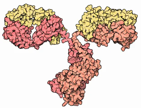 Figure 2.1: Structure of an antibody [10, 11]. Heavy chains are coloured red and light chains are coloured yellow.