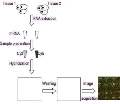 Figure 2. 1 Steps in a microarray experiment  The Cy3 and Cy5 in the diagram refer to the mRNAs dyed   