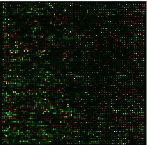 Figure 2. 2 Scan of a cDNA microarray containing the whole yeast genome (Ben-Dor et al.,1999) 