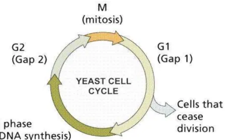 Figure 2. 8 Yeast cell cycle process 