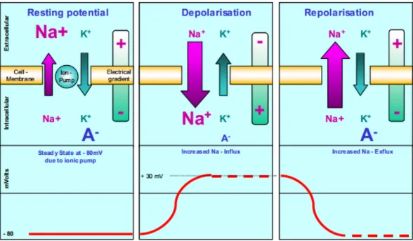 Figure 2.1: Illustration of how an EMG signal is formed by the depolarization and repolar- repolar-ization of the muscle membrane in skeletal muscles