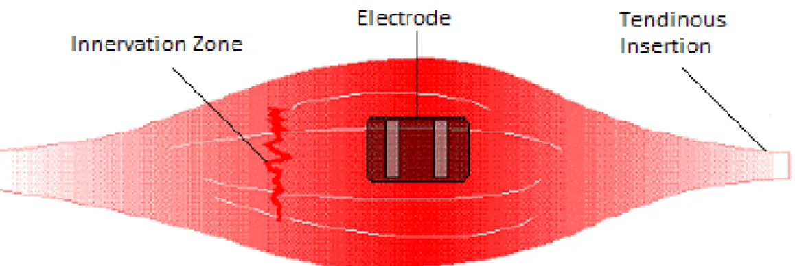 Figure 2.2: Ideal positioning for a bipolar electrode maximising intersection with muscle fibres [66].