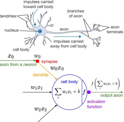 Figure 2.4: Drawing of an abstract biological neuron (top) and the mathematical neuron model used in neural networks (bottom) [108]