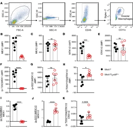 Figure 6. Alveolar macrophage MEK1/2–ERK1/2 pathway activation is increased in Mek1flLysMCre mice following LPS-ALI