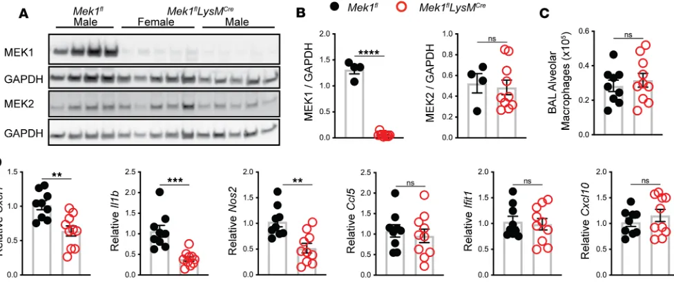 Figure 1. Mek1the bars represent the mean ± SEM. (flLysMCre reduces alveolar macrophage MEK1 and decreases proinflammatory gene expression following LPS stimulation