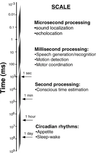 Figure 1 ​​.​1: Temporal processing is important across different scales.        ​ The focus in this    thesis is on temporal processing at the millisecond level, within the visual system