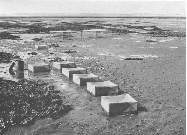 Fig. 1: Mud flat in K/Snigshafen (Island Sylt) with predator exclosures 