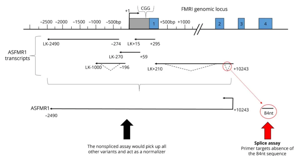 Figure 2 Antisense FMR transcript variant 2
