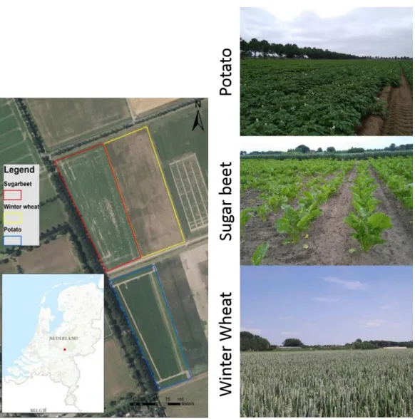 Table 1. General information about the three crops planted in the study area. 