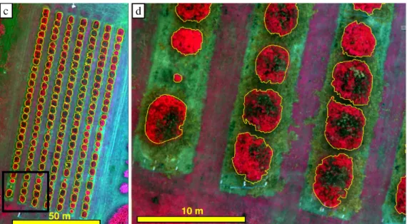 Figure 6. (a) Land-cover map showing the mapped extent of pruned lychee trees and other land-cover  classes eliminated from further analysis to focus purely on the mapped lychee trees; (b) identification  of tree crown centres and single tree crowns not ad