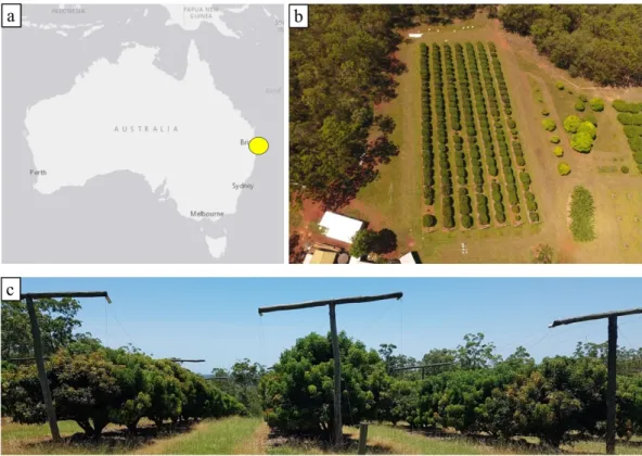 Figure 1. (a) Study area location (yellow dot) approximately 25 km southeast of Brisbane; (b) overview  photo of study site; and (c) field photo of the lychee trees and poles used for protective nets to cover  the trees