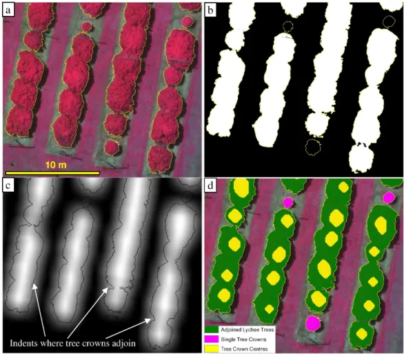 Figure 5. (a) False colour (Green, Red, NIR) image of pre-pruned lychee trees; (b) tree crown extent  map; (c) tree crown extent map exposed to averaging filter with kernel size of 81 × 81 pixels; and (d)  single tree crowns and tree crown centres being gr