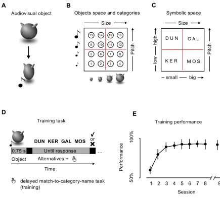 Figure 1.1 - Validation of the behavioural training. A. Example of audiovisual object