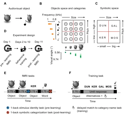 Figure 2.1 - Methods. A. Example of audiovisual object. B-C. 16 multisensory objects are created as unique audiovisual combinations, and they are divided into four categories by means of abstract names