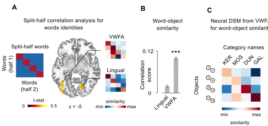 Figure 2.2 - A shared representation for objects and their categorical names in VWFA. A