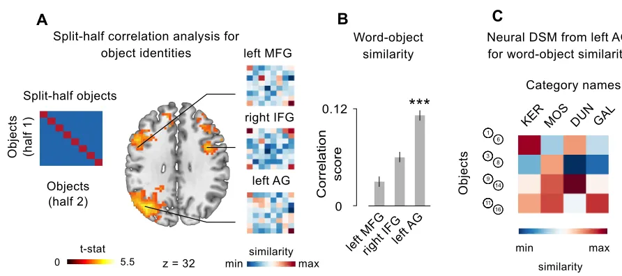 Figure 2.3 - A shared representation for objects and their categorical names in left AG