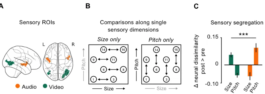 Figure 2.5 - Perceptual segregation in sensory areas. A. LOC and STG respond to the visual and acoustic components of our objects, respectively