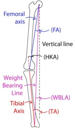 Fig. 8 shows the position of the loads on the knee.  