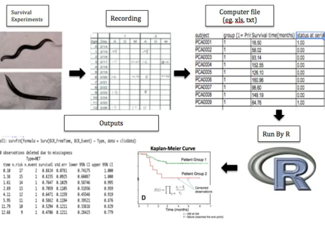 Figure 1.3: Steps for analyzing the clinical trial data for survival analysis in R. 