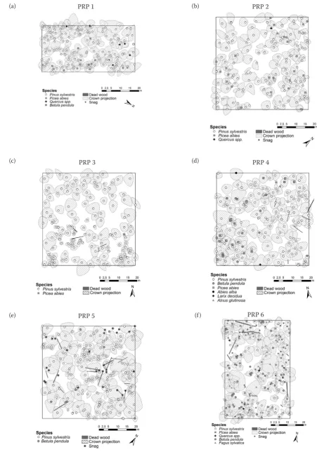Fig. 2. Horizontal structure of natural pinewood stands on PRP 1–6