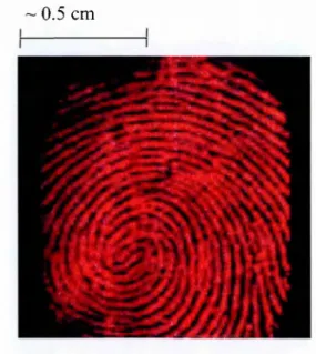 Figure  1-3:  Desorption electrospray ionisation image of the distribution of cocaine on a  latent fingerprint blotted on glass (modified with the addition of a scale bar)  [35].