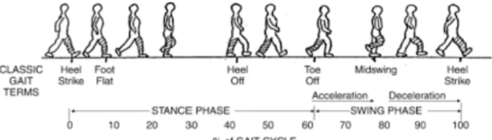 Figure 3.1: 6 phase gait cycle [6]