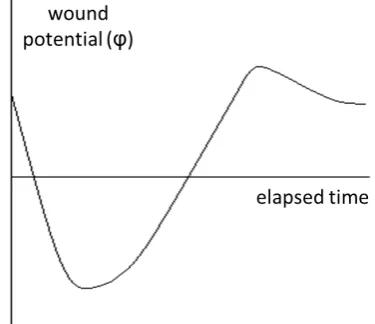 Figure 1. The potential of the wound (φ) changes during the healing process, the homeostatic control regulates its development