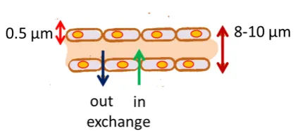 Figure 2. The capillary wall with loose-fitting endothelial the lumen diameter (8 - 10 μm) are shown, but the draw-cells is semi-permeable