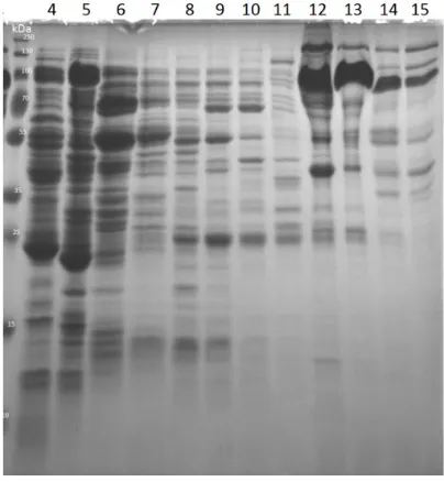 Figure 4. His-tagged σ70 transcription factor ion exchange chromatography purification SDS-PAGE