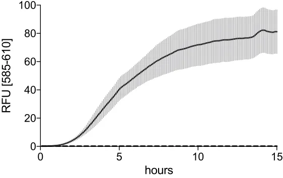 Figure 10. S30 Extract in vitro synthesis of RFP. S30 cell-free protein expression was tested using FC045A plasmid template allowing for the E