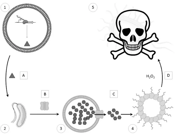 Figure  1. Schematic representation of artificial cells-engineered E. coli cells communication network