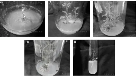 Table 2. Influence of MS, WPM, B5 and SH media, each supplemented with 1.0 mg·l–1 BAP + 0.5 mg·l–1 NAA over a period of 4 weeks on multiple shoot initiation of nodal segments of S