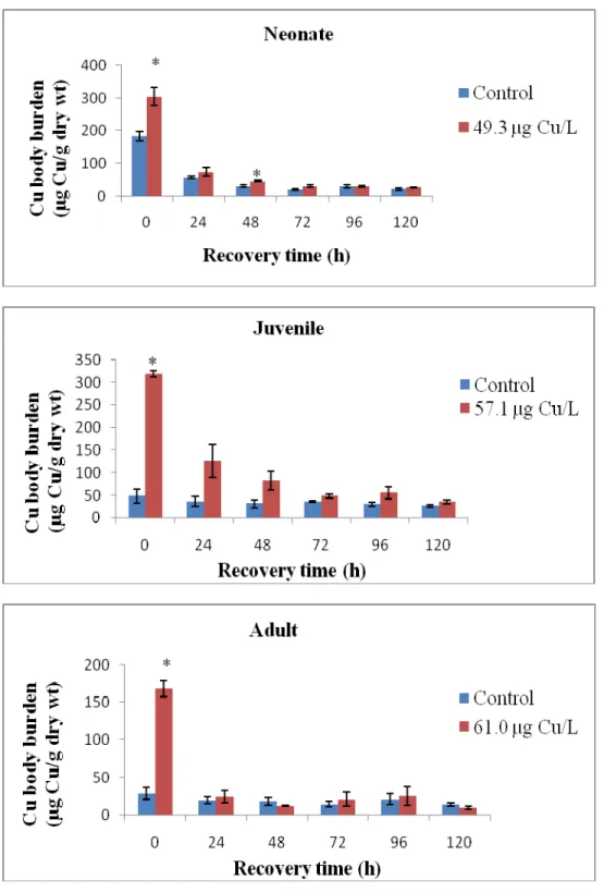 Figure 2. Copper body burden of treated and control organisms as a function of recovery  time