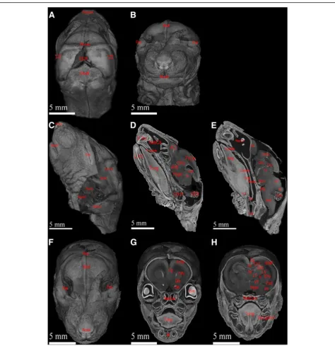 Fig. 3 Volumetric rendering of ex vivo micro-CT scan of neonatal ratdistributions. (’s head enables detailed visualization and potential high-powered quantitativeanalysis